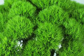 green balls dianthus
Flower District NYC Wholesale Flowers Flower Supply Flower Market NYC