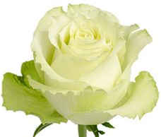 green roses
Flower District NYC Wholesale Flowers Flower Supply Flower Market NYC