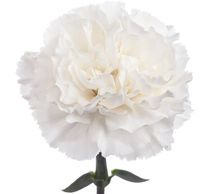 Kamachi Blanco carnation