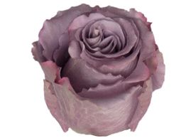lavender roses earl grey