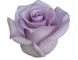 lavender roses
Flower District NYC Wholesale Flowers Flower Supply Flower Market NYC