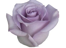 lavender roses ocean song