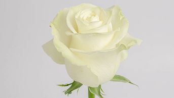 white roses
Flower District NYC Wholesale Flowers Flower Supply Flower Market NYC