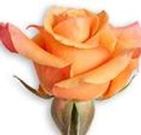 orange roses milva