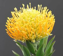 peach pincushion protea
Flower District NYC Wholesale Flowers Flower Supply Flower Market NYC