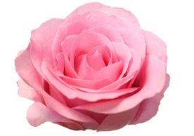 pink roses blushing akito