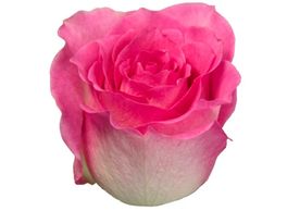 pink roses malibu