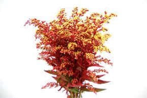 Flower District NYC Wholesale Flowers Flower Supply Flower Market NYC red tinted solidago