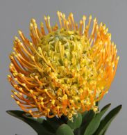 Moonlight pincushion protea
Flower District NYC Wholesale Flowers Flower Supply Flower Market NYC
