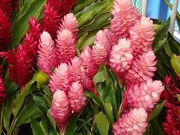 Red pink Ginger tropical flowers