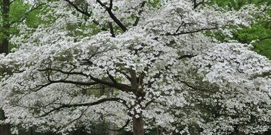 Flower District NYC
Wholesale Flowers 
Flower Supply
Flower Market NYC
Flowering Dogwood Branches