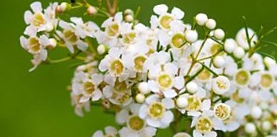 Flower District NYC Wholesale Flowers Flower Supply Flower Market NYC white waxflower flowers
