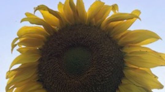 Close-up of a vibrant sunflower against a clear sky.