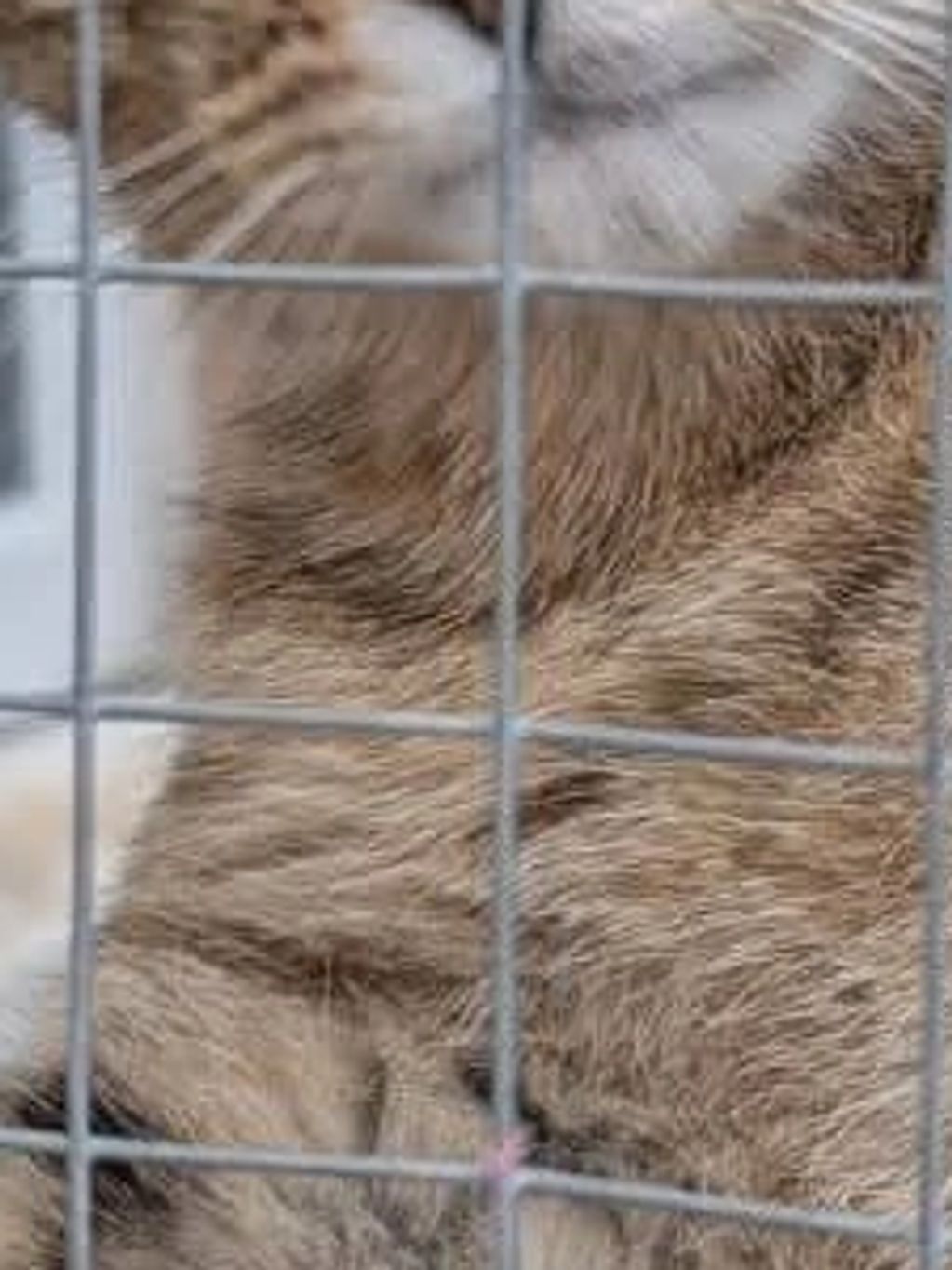Close-up of a cat behind a wire fence.