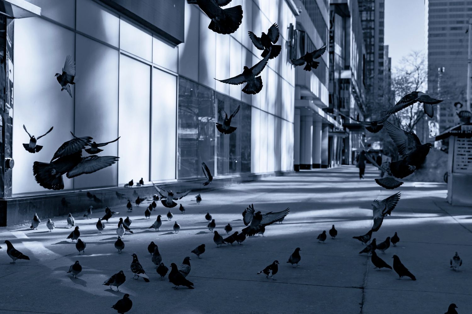 The pigeons fly as people as I walk toward the birds.