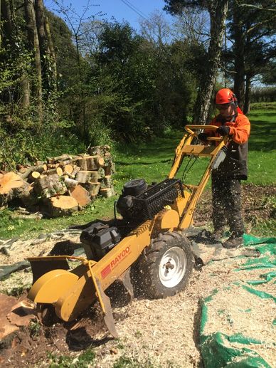 Exeter Tree Felling. Exeter Tree Surgeon. Exeter Tree Surgery. Exeter Tree and Garden Care. Exeter S