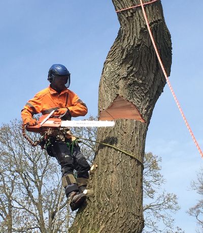 Exeter Tree Felling. Exeter Tree Surgeon. Exeter Tree Surgery. Exeter Tree and Garden Care