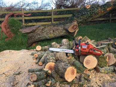 Exeter Tree Felling. Exeter Tree Surgeon. Exeter Tree Surgery. Exeter Tree and Garden Care