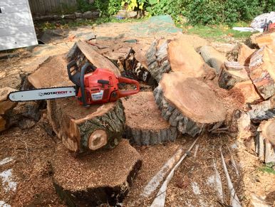 Exeter Tree Felling. Exeter Tree Surgeon. Exeter Tree Surgery. Exeter Tree and Garden Care