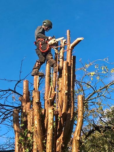 Exeter Tree Felling. Exeter Tree Surgeon. Exeter Tree Surgery. Exeter Tree and Garden Care