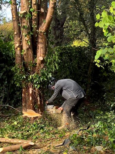 Exeter Tree Felling. Exeter Tree Surgeon. Exeter Tree Surgery. Exeter Tree and Garden Care