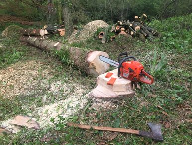 Exeter Tree Felling. Exeter Tree Surgeon. Exeter Tree Surgery. Exeter Tree and Garden Care