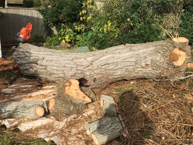 Exeter Tree Felling. Exeter Tree Surgeon. Exeter Tree Surgery. Exeter Tree and Garden Care