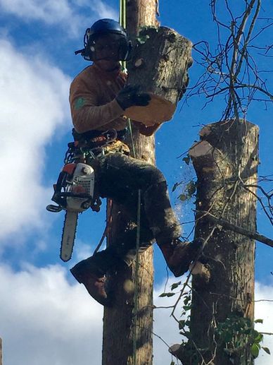 Exeter Tree Felling. Exeter Tree Surgeon. Exeter Tree Surgery. Exeter Tree and Garden Care