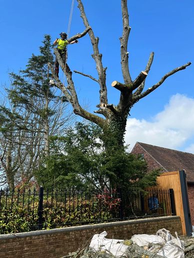 Exeter Tree Felling. Exeter Tree Surgeon. Exeter Tree Surgery. Exeter Tree and Garden Care