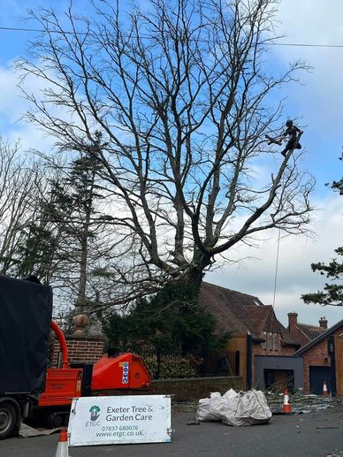 Exeter Tree Felling. Exeter Tree Surgeon. Exeter Tree Surgery. Exeter Tree and Garden Care