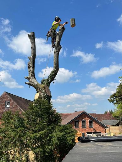 Exeter Tree Felling. Exeter Tree Surgeon. Exeter Tree Surgery. Exeter Tree and Garden Care