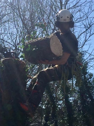 Exeter Tree Felling. Exeter Tree Surgeon. Exeter Tree Surgery. Exeter Tree and Garden Care