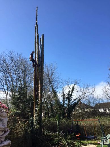 Exeter Tree Felling. Exeter Tree Surgeon. Exeter Tree Surgery. Exeter Tree and Garden Care