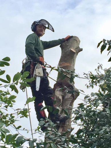 Exeter Tree Surgery, Exeter Tree Felling, Exeter Tree Dismantle, Exeter Tree & Garden Care