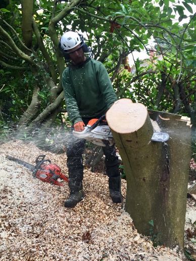 Exeter Tree Felling, Exeter Tree Surgery, Exeter Tree Surgeon, Exeter Tree and Garden Care