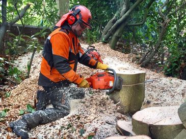 Exeter Tree Felling. Exeter Tree Surgeon. Exeter Tree Surgery. Exeter Tree and Garden Care