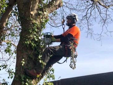 Exeter Tree Felling. Exeter Tree Surgeon. Exeter Tree Surgery. Exeter Tree and Garden Care
