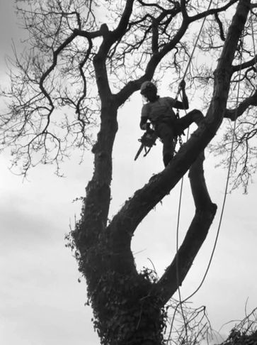 Exeter Tree Felling. Exeter Tree Surgeon. Exeter Tree Surgery. Exeter Tree and Garden Care