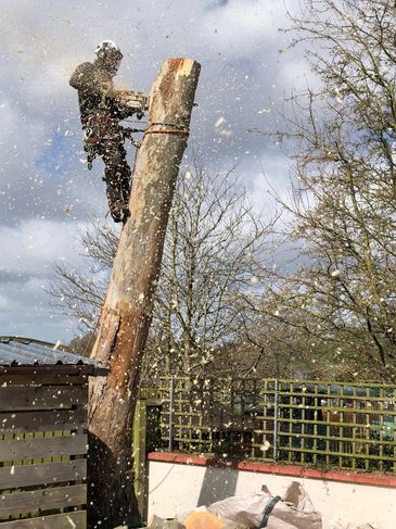 Exeter Tree Felling. Exeter Tree Surgeon. Exeter Tree Surgery. Exeter Tree and Garden Care