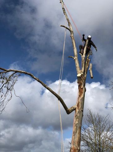 Exeter Tree Felling. Exeter Tree Surgeon. Exeter Tree Surgery. Exeter Tree and Garden Care