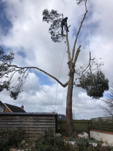 Exeter Tree Felling. Exeter Tree Surgeon. Exeter Tree Surgery. Exeter Tree and Garden Care