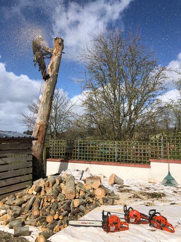 Exeter Tree Felling. Exeter Tree Surgeon. Exeter Tree Surgery. Exeter Tree and Garden Care