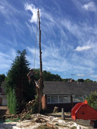 Exeter Tree Felling. Exeter Tree Surgeon. Exeter Tree Surgery. Exeter Tree and Garden Care