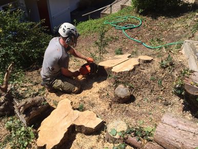 Exeter Tree Felling. Exeter Tree Surgeon. Exeter Tree Surgery. Exeter Tree and Garden Care