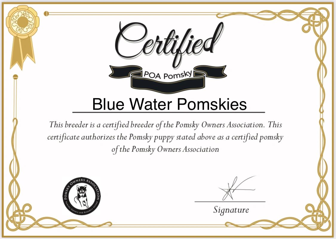 Certified pomsky owners association breeder Michigan pomsky puppies