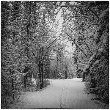 winter, snow, bushes, path