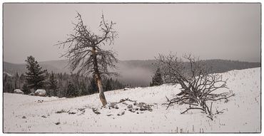 lonely tree, winter