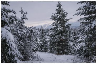 winter, fur tree, snow