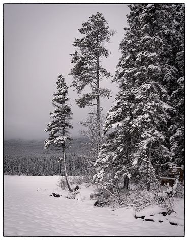 Winter, pines, snow