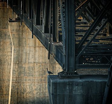 Edmonton, Iron Bridge, Canadian Geese